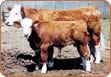 New Trend Simmentals