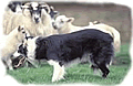 Sheep Dog Championships