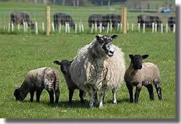 ewe and lambs