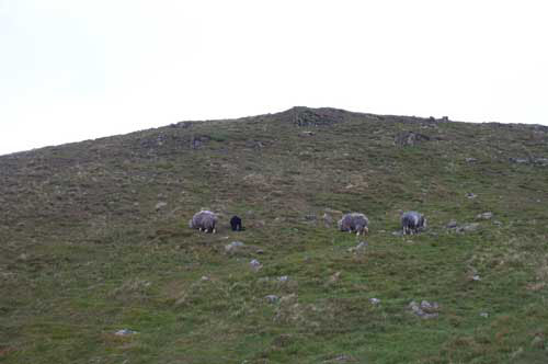 Red-Screes-210505-012