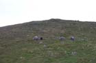 Red-Screes-210505-012